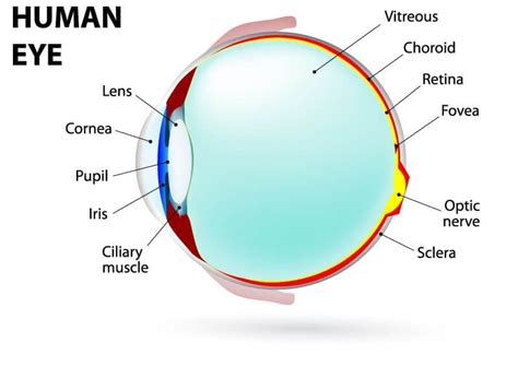 Understanding the Different Parts of Your Eye - All About Eyes