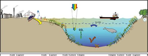 Conceptual diagram of estuary habitat in the Fitzroy region – major... | Download Scientific Diagram