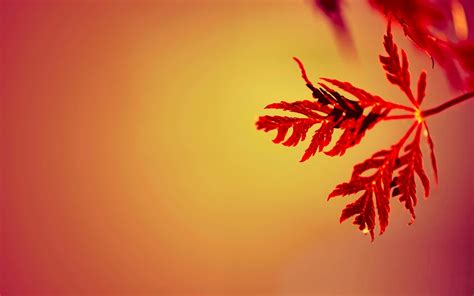 Captivating Autumn Foliage