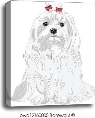 Maltese Dog Sketch at PaintingValley.com | Explore collection of Maltese Dog Sketch