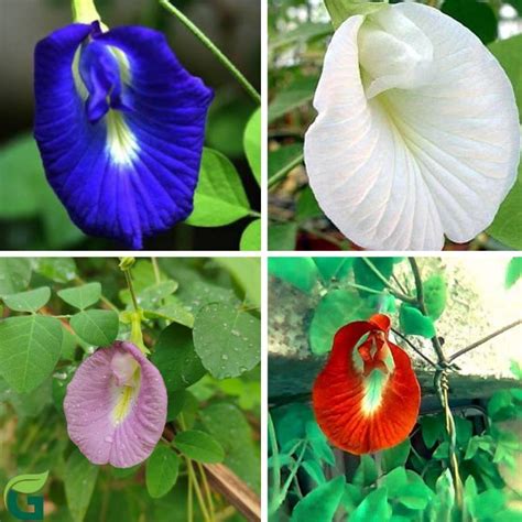 GARDENING CROP Aparajita Mixed Colour, Neelkanth Flower, Butterfly Pea ...