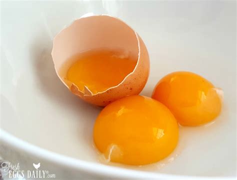 Egg Anatomy | What's Inside that Eggshell Anyway? - Fresh Eggs Daily ...