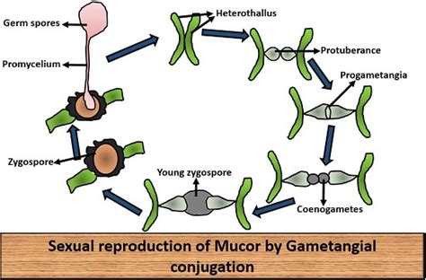 What is Mucor? Characteristics, Structure & Life cycle - Biology Reader