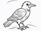 Easy Crow Coloring Sheet  Page sketch template