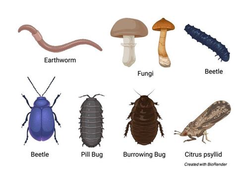 Detritivore: Definition, Function & Example I Research Tweet