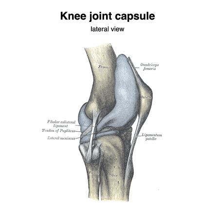 Gross Anatomy Posterior Knee