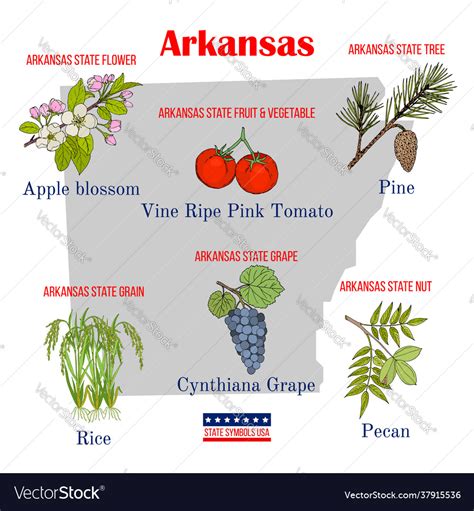 Arkansas set usa official state symbols Royalty Free Vector