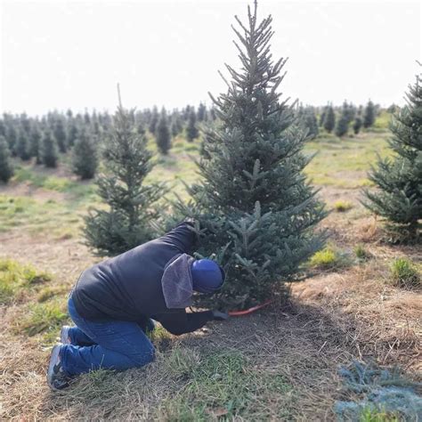 BLUE RIDGE CHRISTMAS TREE FARM - Updated December 2024 - 1063 School House Rd, Annville ...