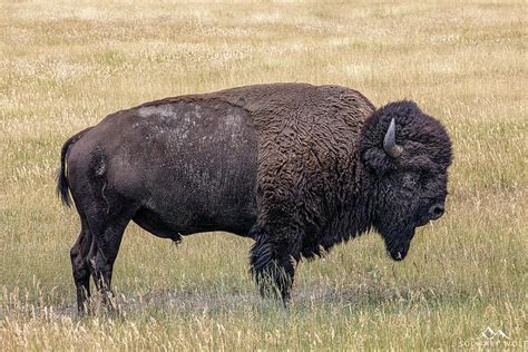 Bison in Custer State Park Photograph by Bill Whitley - Fine Art America