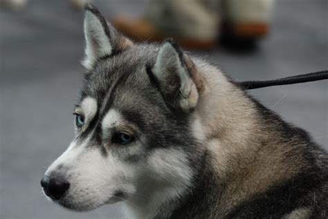 Soubor:Siberian Husky MWPR Katowice 2008.JPG – Wikipedie