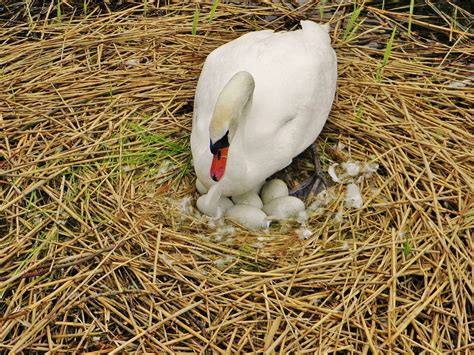 Hatch Egg Swan Eggs Nest Sweltering Swan Swan-12 Inch BY 18 Inch Laminated Poster With Bright ...