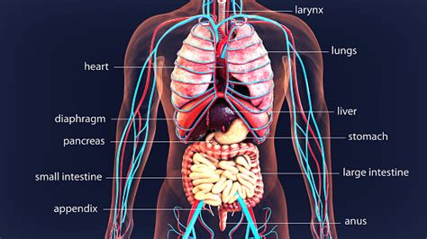 3d Illustration Human Body Organs Human Body System Stock Photo - Download Image Now - iStock