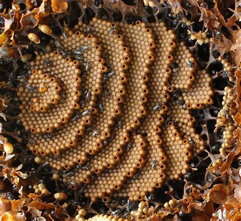 These Stingless Bees Build One Of A Kind Spiraling Hives | Stingless ...