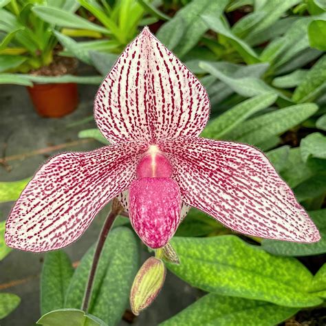 Paphiopedilum Rothschildianum | ubicaciondepersonas.cdmx.gob.mx