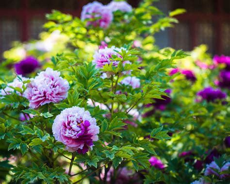 Pruning tree peonies: simple tips for these gorgeous blooms | Gardeningetc