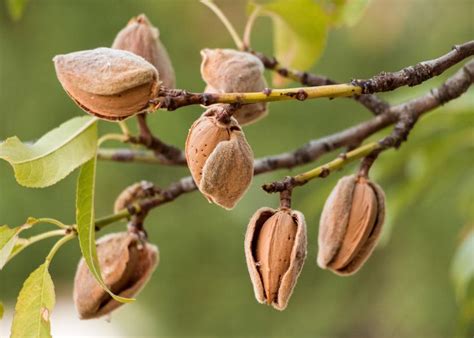 California almond acreage shrinks for first time in 25 years | The Packer