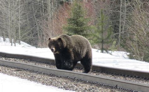 Bears are back in Banff - RMOToday.com