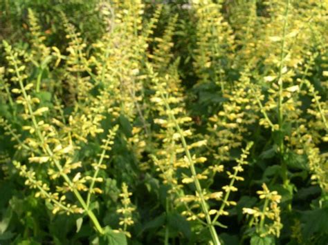 Salvia madrensis- A great yellow fuzzy salvia! | Salvia, Deer resistant ...