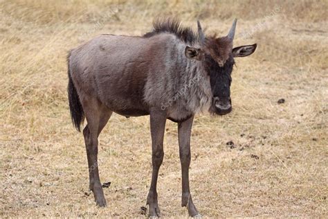 Wildebeest Calf — Stock Photo © cabman237 #3470641