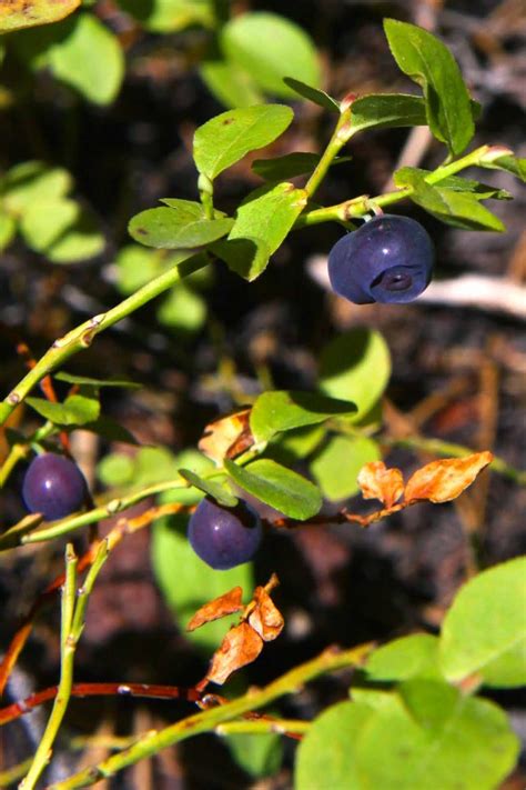 Wild About - Huckleberries