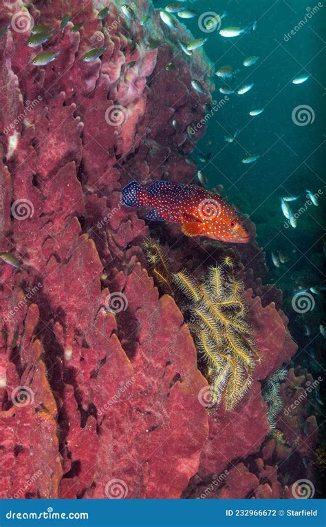 Red Coral Grouper on the Coral Reef of the Similan Islands in Thailand ...