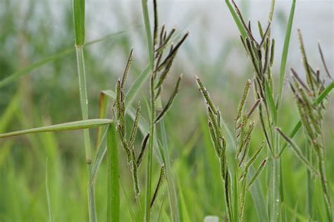 What Does Dallisgrass Look Like? (and How to Get Rid of It) – Care for Your Lawn