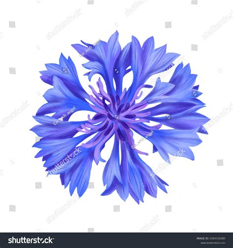 Drawing Blue Flower Cornflower Centaurea Cyanus Stock Illustration ...