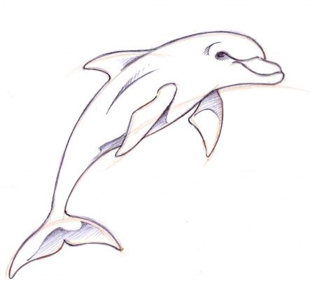 realistic easy dolphin drawing - Clip Art Library