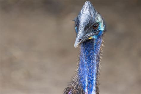 Southern cassowary | Smithsonian's National Zoo