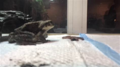 Cane Toads Convalescing And Eating Worms After Strongyle Treatment - YouTube