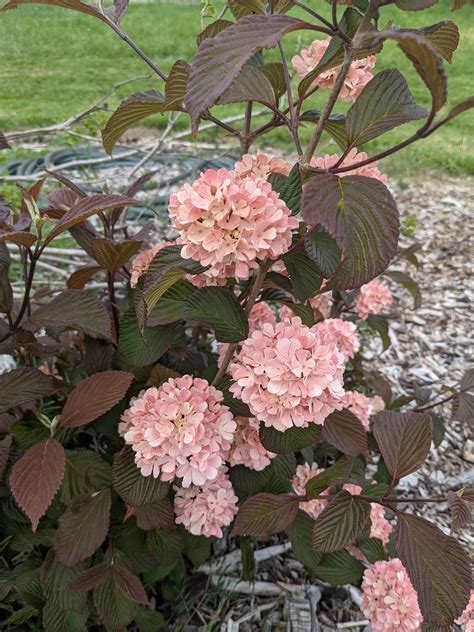 Viburnum plicatum F. plicatum ‘Pink Sensation’ – Secret Garden Growers