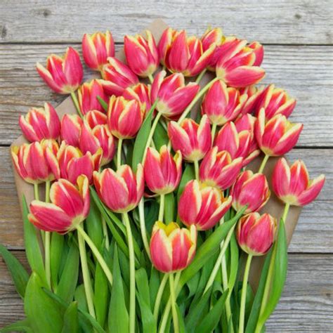 Red and Yellow Striped Tulip Bouquet - The Bouqs Co.