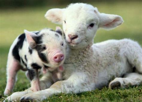 Pin on Animal love | Cute animals, Baby farm animals, Cute baby animals