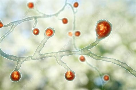 Blastomyces fungus, illustration - Stock Image - F020/3038 - Science Photo Library