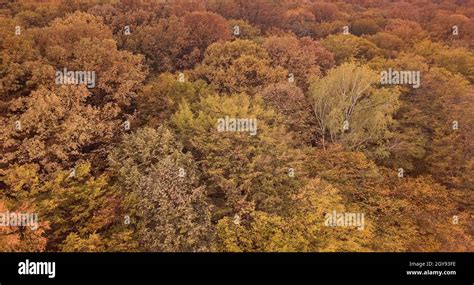 Autumn forest aerial view. Top View fall foliage Stock Photo - Alamy