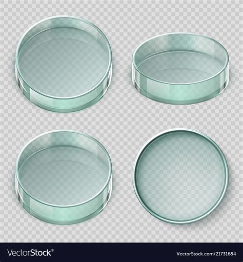 Empty glass petri dish biology lab dishes Vector Image