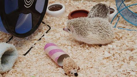 Hedgehog Dig Box Pet Supplies Pet Toys jan-takayama.com