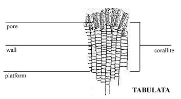 TABULATA