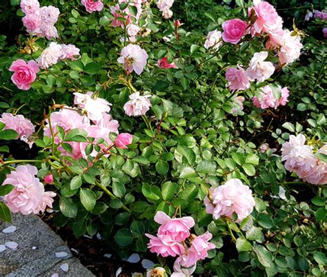 China Rose Angel Wings Rosa Chinensis Seeds