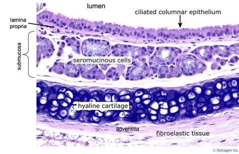 Pin em Histology - Respiratory