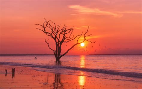 Birds Ocean Sunset Tree Wallpaper,HD Nature Wallpapers,4k Wallpapers,Images,Backgrounds,Photos ...