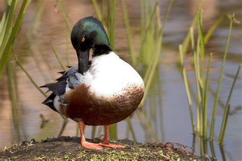 Northern Shoveler - Owen Deutsch Photography