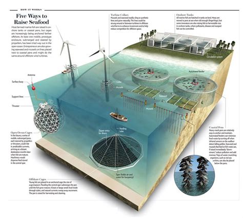 Don Foley – Infographics / Proposal Graphics | Fish farming ...