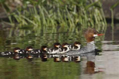 Common Merganser with ducklings Photograph by Mark Wallner | Fine Art America