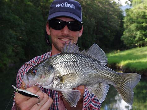 Australian Bass (Macquaria novemaculeata), Queensland | Flickr