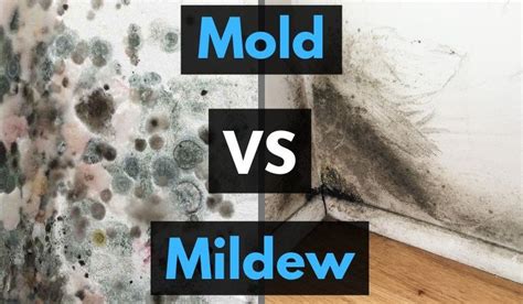 Mildew & Mould – How Are They Different & What You Need to Know ...