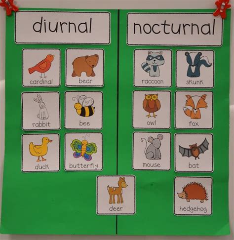 A Place Called Kindergarten: day and night | Nocturnal animals kindergarten, Nocturnal animals ...