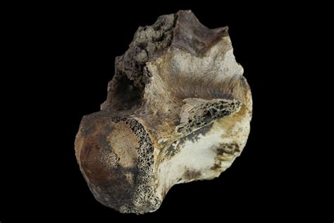 1.4" Fossil Crocodylomorph Vertebra - Montana (#134810) For Sale - FossilEra.com