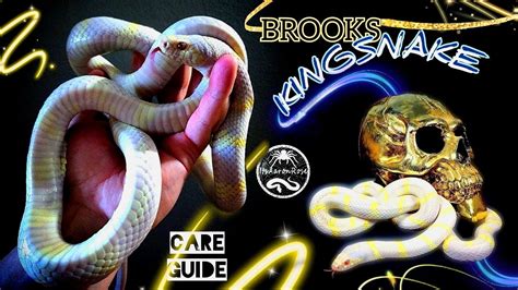 Kingsnake Care Guide - YouTube