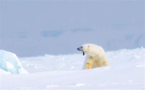 Polar Bear spotting on a Snowmobiling Adventure in Svalbard ...